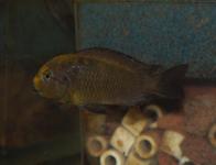 Tropheus sp.lukuga «Kanyosha»