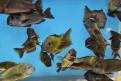Malagarasi sauvages chez baarscichlids