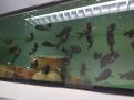 tropheus Karilani  baarscichlids sebastien