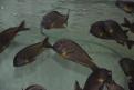 Isonga chez baars cichlids Jean-Michel