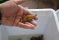 Mpulungu  subadulte 3à 6 cm Tankganyika