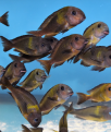 Malagarasii Baars cichlids portraits .