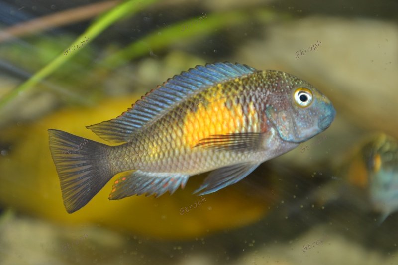 Mpulungu male sebastien