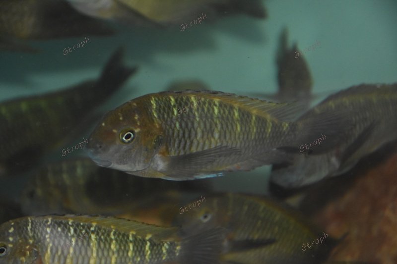 Mamalesa chez Baars cichlids. Jean-Michel