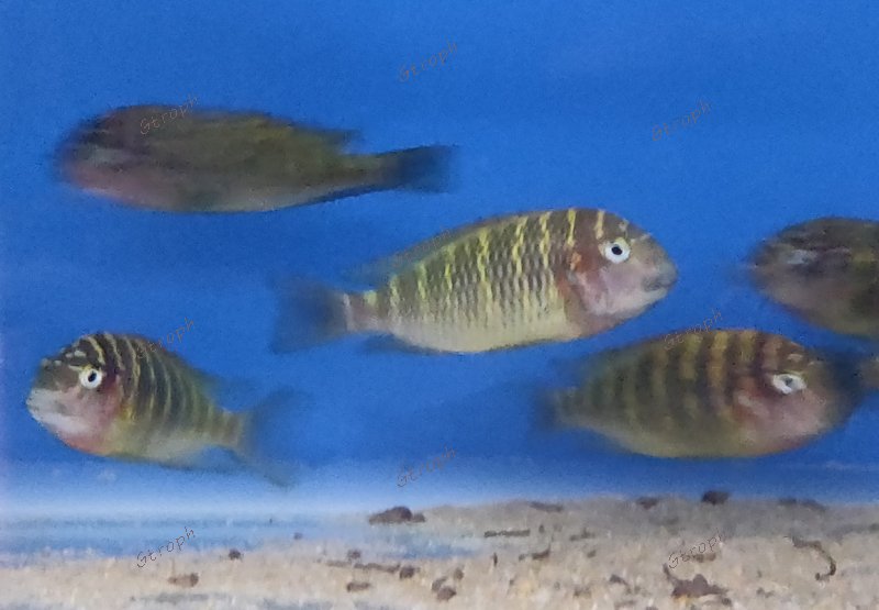 mamalesa subadultes  chez  Aquajolia Congrès 2024