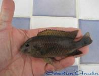 Petrochromis sp. aff famula 3 Sangala