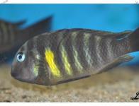 I - Les Tropheus sp.vespoides (guépe)