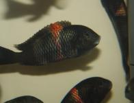 Tropheus sp. 'Black' "Rutunga"