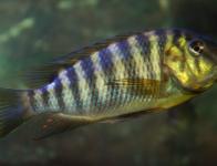 02 - Petrochromis
