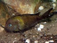 B - Les Tropheus sp.crescentic sp.lunatus et sp.lukuga