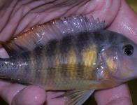 Tropheus brichardi Moorii guepe