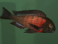 Tropheus sp. 'Red' Red breast