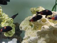 F - Les Tropheus sp.limespot (sp.kirschfleck et sp.kaiser)