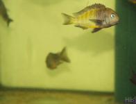 Tropheus brichardi Ubwari green