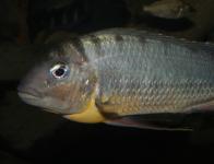 Limnotilapia