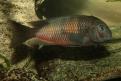 mabilibili dominé biodivmax