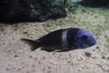 vieille femelle tank ganyika