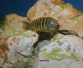 incubation Katonga Espagne 9