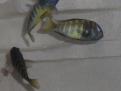 Ubwari-green-Troph56 1