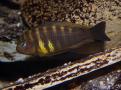 Ulviwe biodivmax