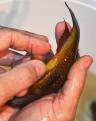 Ilangi sexage femelle Tropheus 45 chez L134