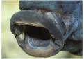 Kigoma bouche et dentition Tam
