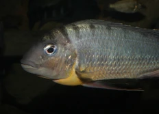 Limnotilapia