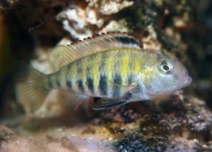 Pseudosimochromis