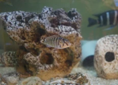 Pseudosimocromis babaulti