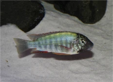 Simochromis diagramma