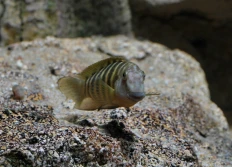 sp. 'Kavala'