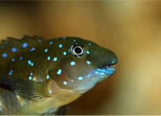 04 - Assimilés brouteurs