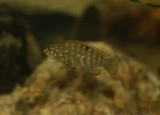 irsacae
