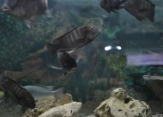 Petrochromis sp. aff famula 2 Kaiser