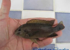 Petrochromis sp. aff famula 3 Sangala