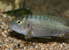 fasciolatus Burundi