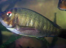 sp. Aff fasciolatus "red eye" 