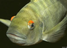 sp. Aff fasciolatus "Kambwimba"
