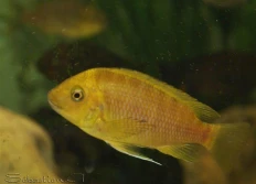 sp. 'Gold' "Mtoto" yellow
