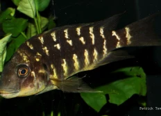 sp. 'Kipili brown'