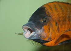 sp. 'Red' Mahale