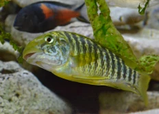 "Kantalamba"