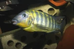 Kasper 2