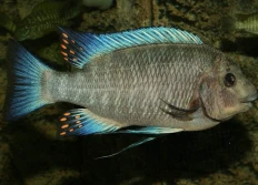 "Kipili"