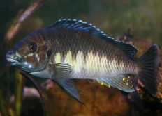 Petrochromis sp