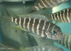 Tropheus annectens annectens