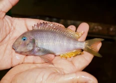 E - Tropheus annectens