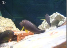 Tropheus sp.lunatus «Karilani»