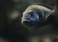 Tropheus duboisi "Kigoma"