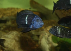 Tropheus duboisi "Bemba"